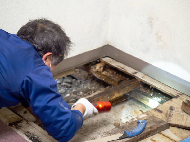 Best Crawl Space Mold Remediation in Shady Point, OK