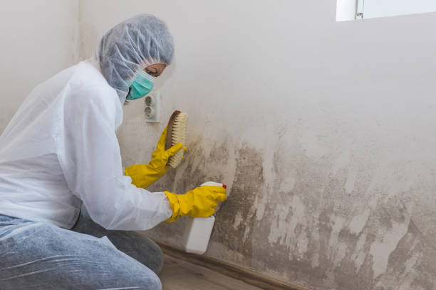 Best Residential Mold Remediation in Shady Point, OK