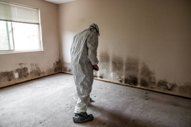 Trusted Shady Point, OK Mold Remediation Experts